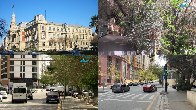 Ağacların gizlətdiyi nişanlar cərimələrə və qəzalara səbəb olur - SÜRÜCÜLƏR NARAZIDIR - VİDEO