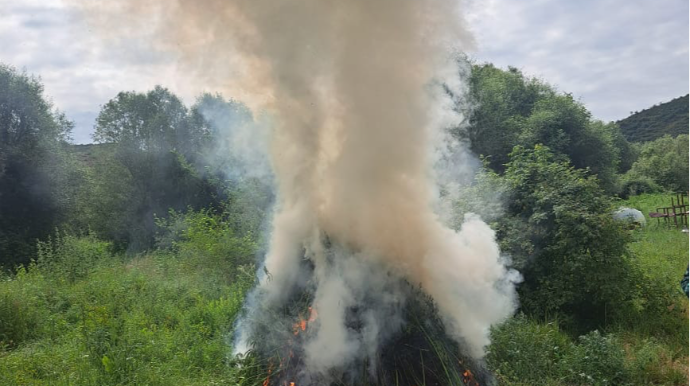 Zabux kəndində 1 ton narkotik bitki məhv edildi