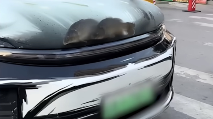 Avtomobildə düzəldilən akvarium ictimai narazılığa səbəb oldu - VİDEO