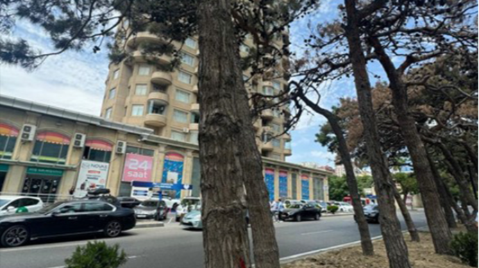 Sirkin qarşısındakı quru ağaclar götürülüb - FOTO