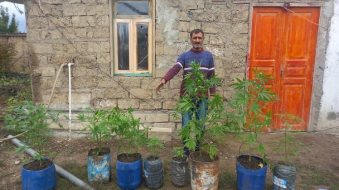 В Шабране задержан выращивавший коноплю мужчина  - ФОТО