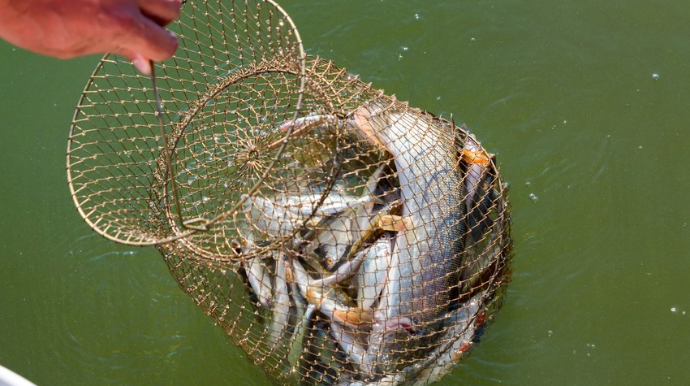 Qanunsuz balıq ovlayan şəxslər cəzalandırılıb 