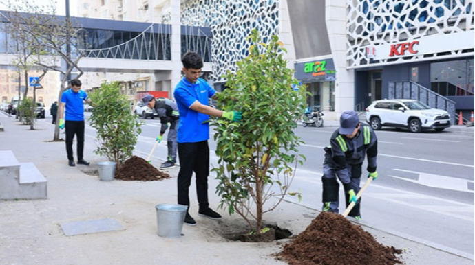 Paytaxtda zədələnən ağacların yerinə yeni ağaclar əkilir - FOTO