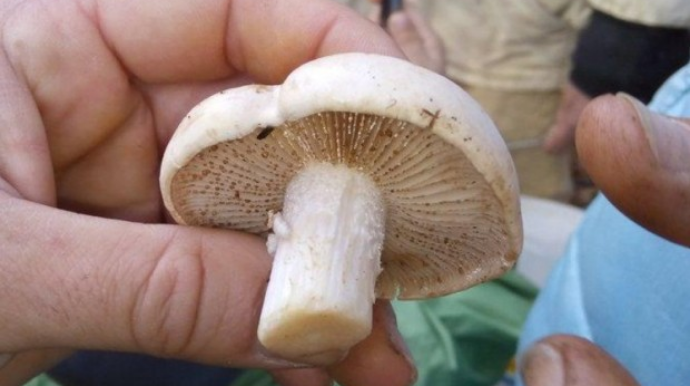 Qaxda 2 uşağın göbələkdən zəhərlənərək ölməsi ilə bağlı RƏSMİ AÇIQLAMA 