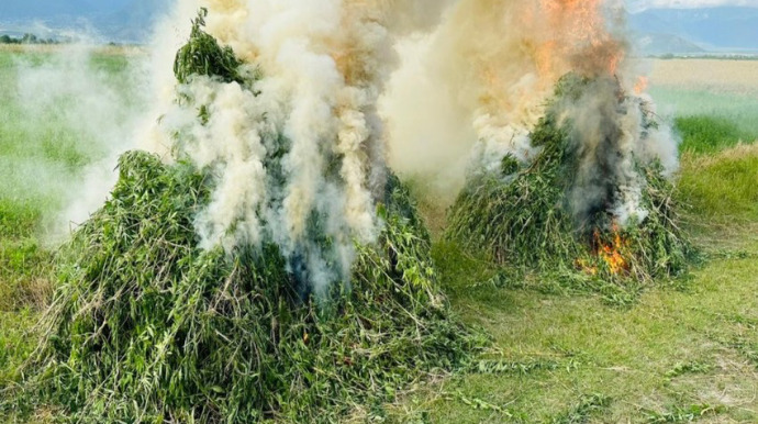 Ötən gün 9 tondan çox çətənə kolu məhv edildi