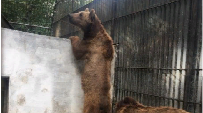 Azərbaycanda restoranda saxlanılan vəhşi heyvanlar Altıağac Milli Parkına təhvil verildi  - FOTO