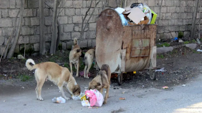 Bakıda küçə itinə yemək verən qadın döyüldü 