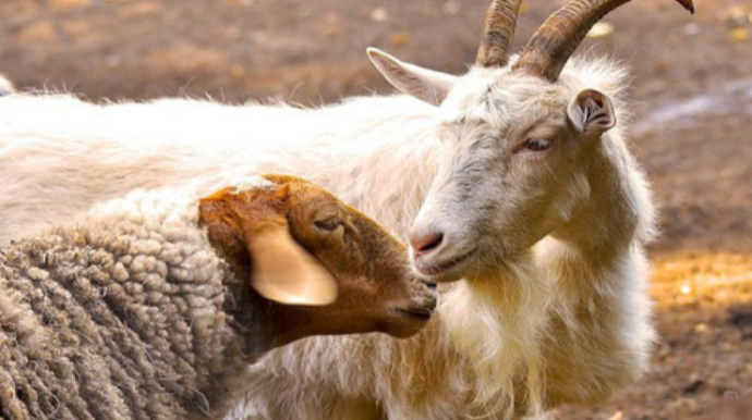 Bakıda fermadan 100-dən çox qoyun-keçi oğurlandı 