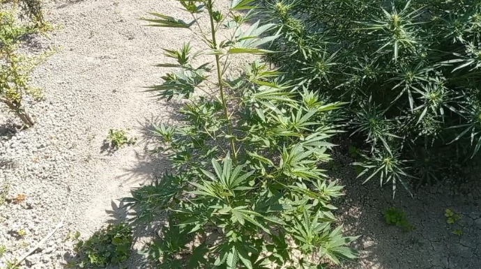 Polis Yevlaxda əməliyyat keçirib, saxlanılan var  - FOTO