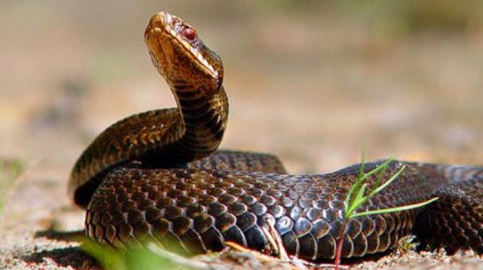 Bakıda işıq sayğacının içindən ilan çıxdı   - FOTO