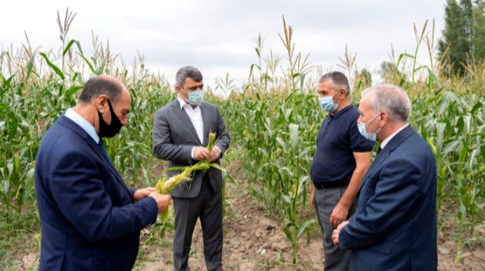 Azərbaycanda nazir əkin sahələrində - FOTO