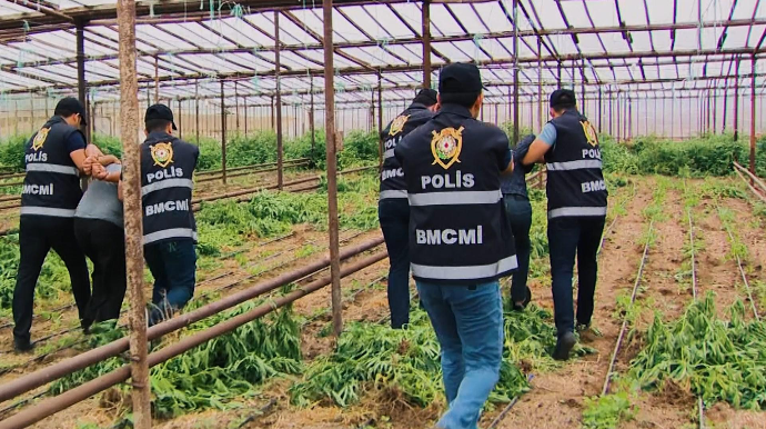 Bir tona yaxın narkotik tərkibli çətənə kolu dövriyyədən çıxarılıb - VİDEO