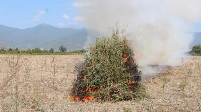 Oğuzda 3 tondan artıq çətənə kolu məhv edilib  - FOTO
