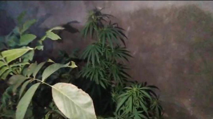 Göygöldə narkotik yetişdirən şəxs saxlanılıb   - FOTO