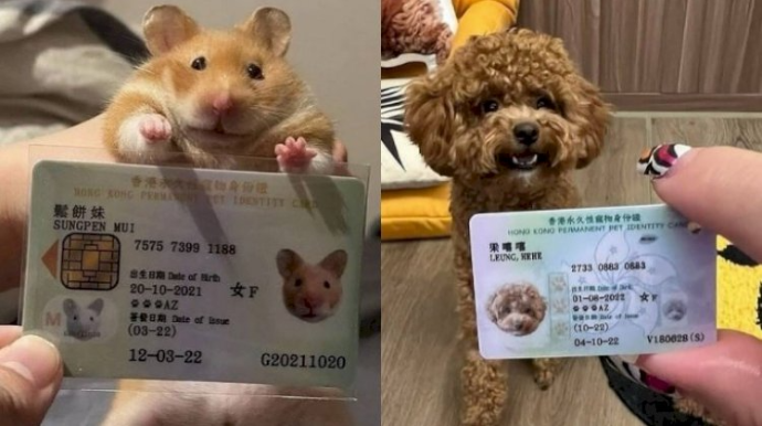 Bu ölkədə heyvanlara şəxsiyyət vəsiqələri verilir - FOTOLAR 