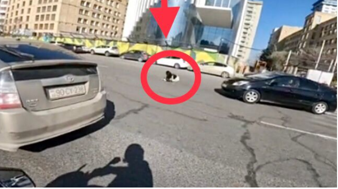 “Prius” sürücüsü keçiddən keçən  gənc qızı vurdu   - ANBAAN VİDEO