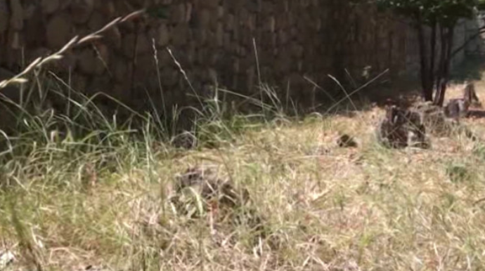 Baxımsız vəziyyətdə olan park...   - VİDEO