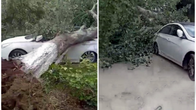 В Сальяне сильный ветер свалил многолетнее дерево на автомобиль - ВИДЕО