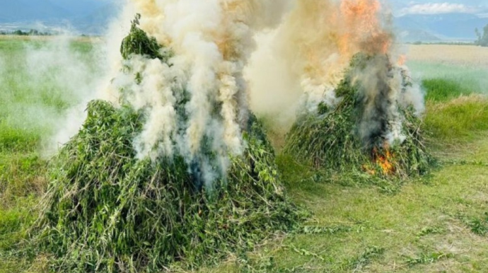 Bir tona yaxın çətənə bitkisi məhv edildi 