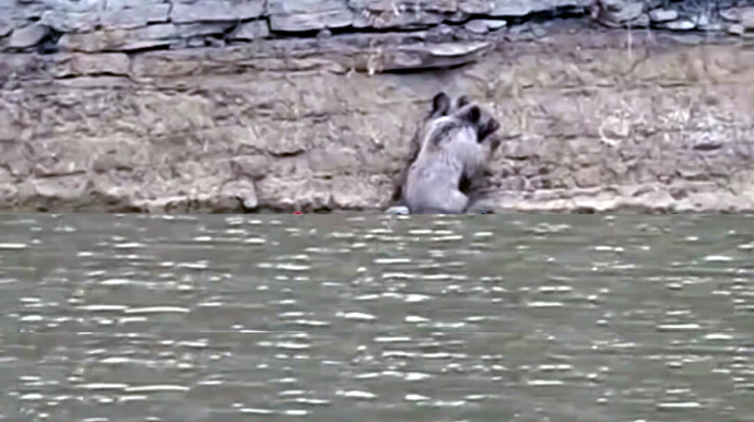 Xocalıda ayı balıq ovuna çıxdı - VİDEO 