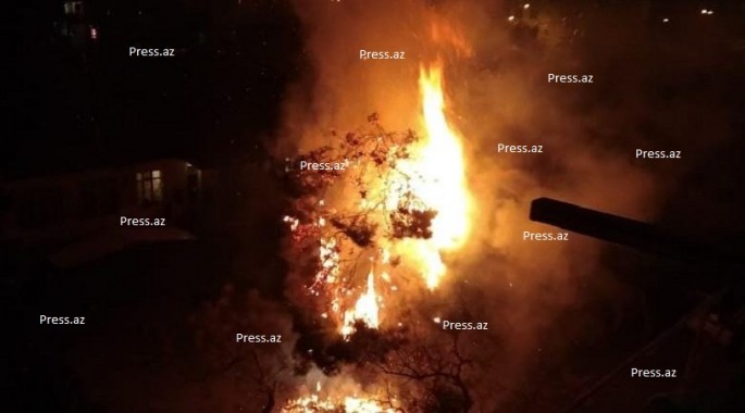 Pirotexniki vasitə ağacın yanmasına səbəb oldu - VİDEO