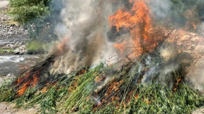 Yabanı halda bitmiş 7 tona yaxın çətənə kolu məhv edildi 
