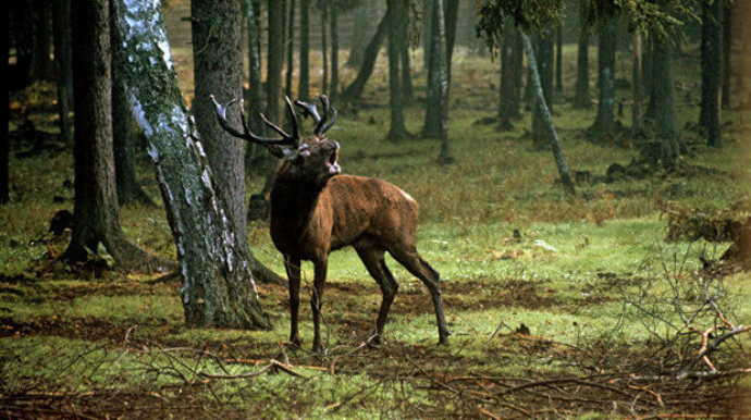 В Чехии олень отнял ружье у охотника и унес его в лес