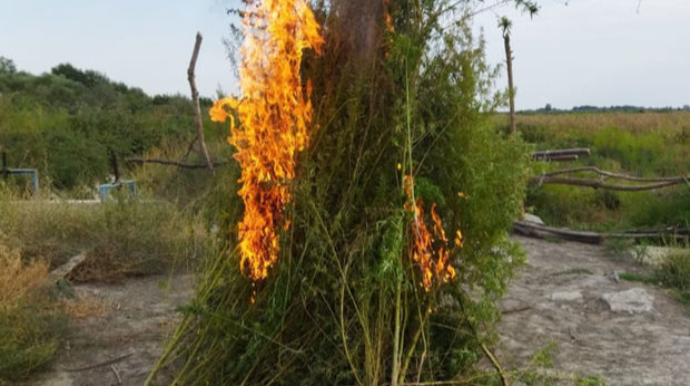В Агдашском районе уничтожено около тонны кустов конопли  - ФОТО