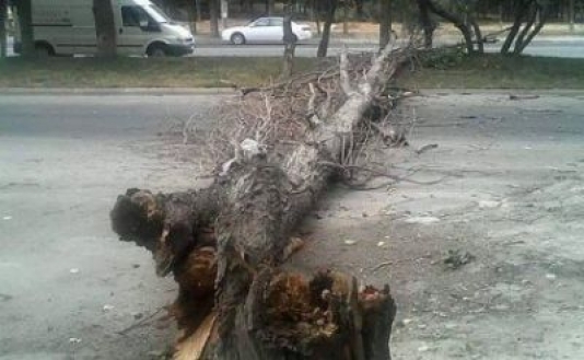 Bakıda yol bağlandı – ağaca görə