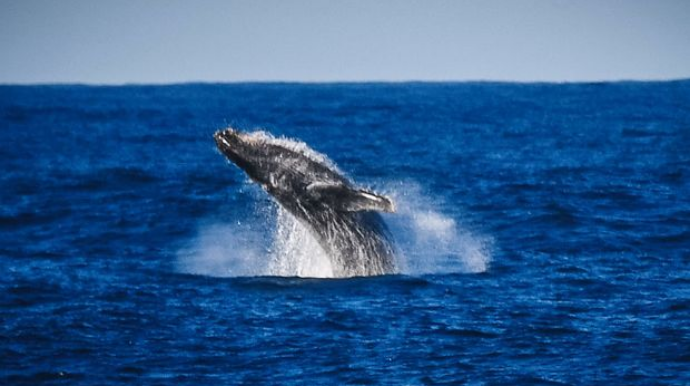 СМИ:  В США мужчина выжил после попадания в пасть кита   - ФОТО