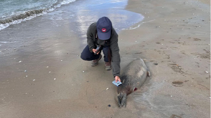 Xəzər sahilində 112 ölü suiti tapıldı   - FOTO