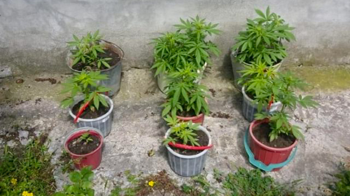 Sabirabadda narkotik becərən şəxs saxlanılıb