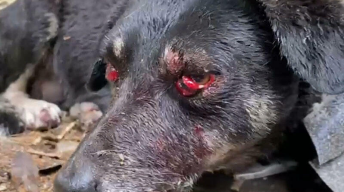 Bakıda itə qarşı vəhşilik - Dəhşətli KADRLAR 