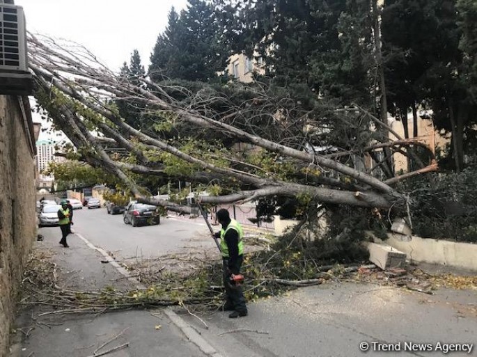 Ağac restoranın üstünə aşdı: dam örtüyü dağıldı - FOTO
