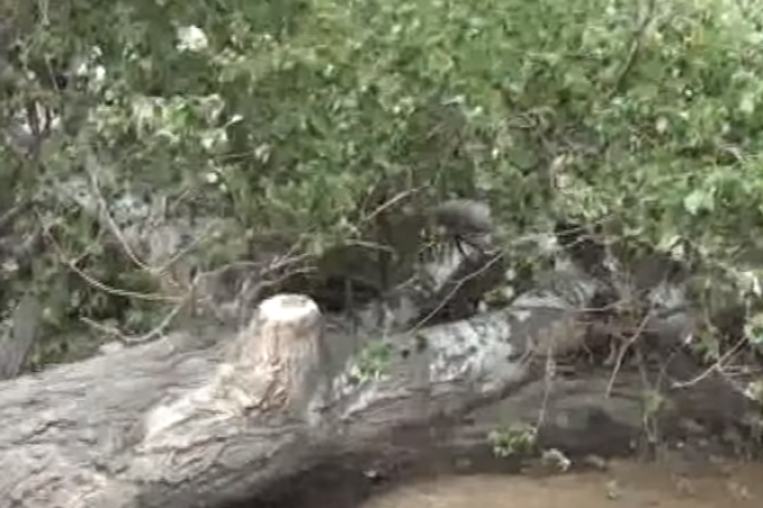 Mingəçevirdə 1 əsrə yaxın yaşı olan ağac aşıb, yol bağlanıb - VİDEO