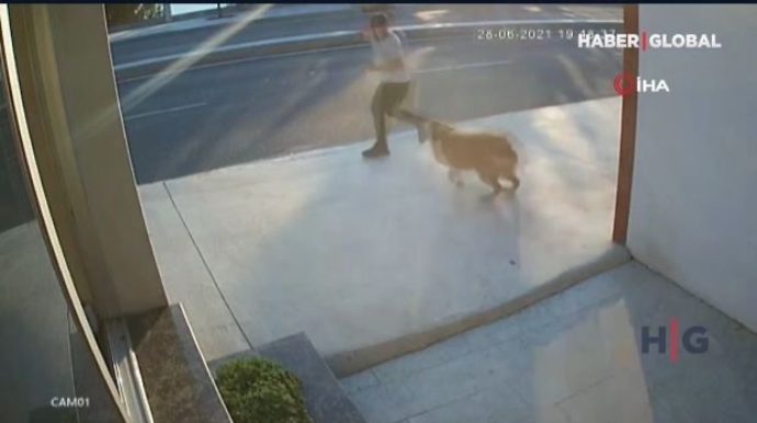 Küçə iti piyadanın yük avtomobilinə çırpılmasına  səbəb oldu  - VİDEO