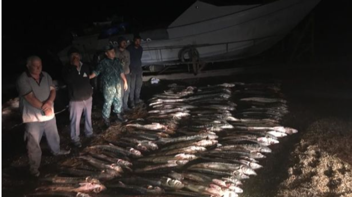 Хəzər dənizində 100-dən çox nərə balığı tutan şəxslər saxlanıldı - FOTO 