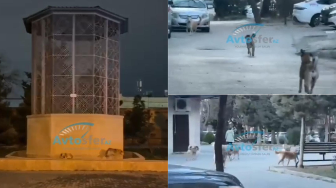 Bakıda sahibsiz itlər sakinləri qorxu içində saxlayır – Tədbir görən yoxdur - VİDEO