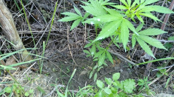 İşlədiyi şirkətin ərazisində narkotik becərən şəxs saxlanılıb