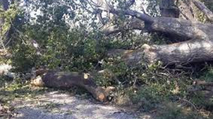 Qəbələdə irigövdəli ağac aşıb, gediş-gəlişə maneə yaradıb 