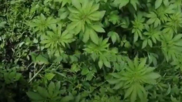 Kəlbəcərdə ermənilərin saldığı narkotik plantasiyası aşkarlanıb   - VİDEO