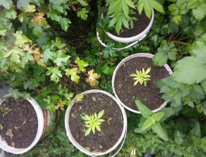 Toyuq hinində narkotik yetişdirən şəxs tutulub - FOTO