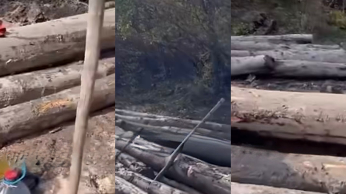 Şabranda ağacların kəsilməsi məsələsi nəzarətə götürüldü - FOTO