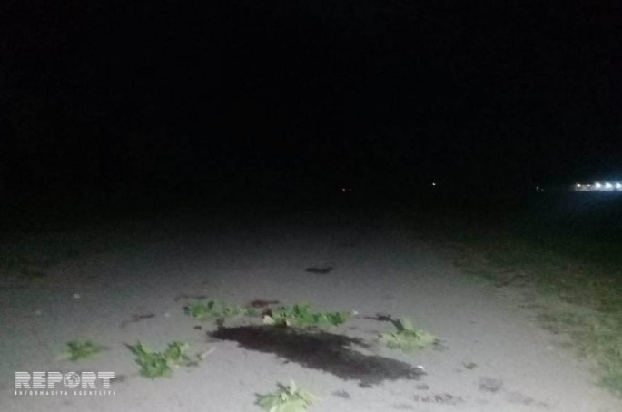 Tərtərdə atlını maşın vuraraq öldürüb - FOTO