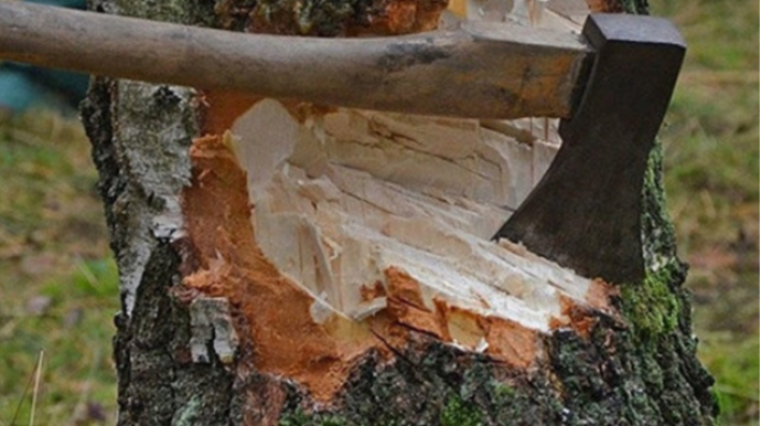 Bu ərazilərdə yaşıllıqlar qanunsuz kəsildi