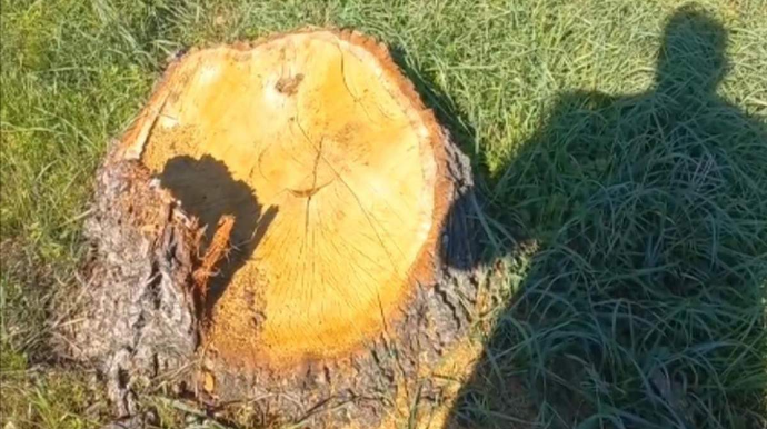 Xaçmazda ağacların kəsilməsi araşdırılır 