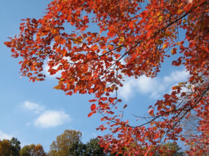 Buludlu, çiskinli, küləkli hava olacaq