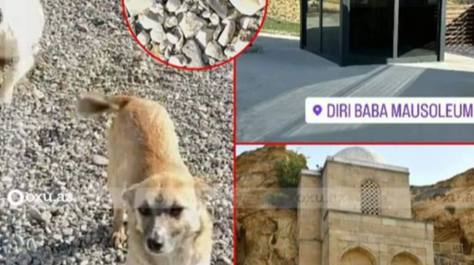 Qobustanda itlər mühafizə postunun qarşısında güllələniblər - DİN-dən REAKSİYA 