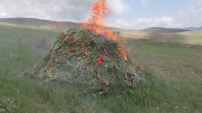 On minə yaxın xaş-xaş kolu məhv edildi 