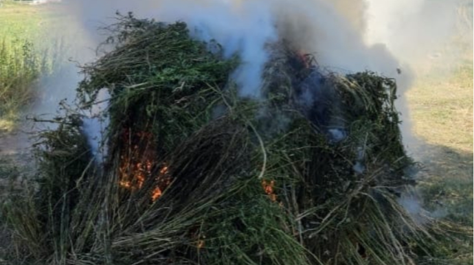 Yabanı halda bitən 4 mindən çox çətənə kolu məhv edilib